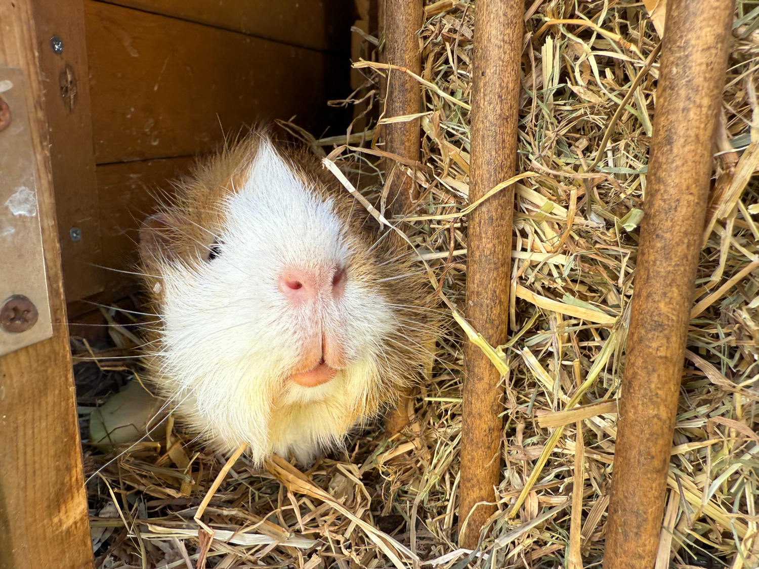 EIn Meerschwein streckt seine Schnauze zwischen Stalltür und Heuraufe hervor