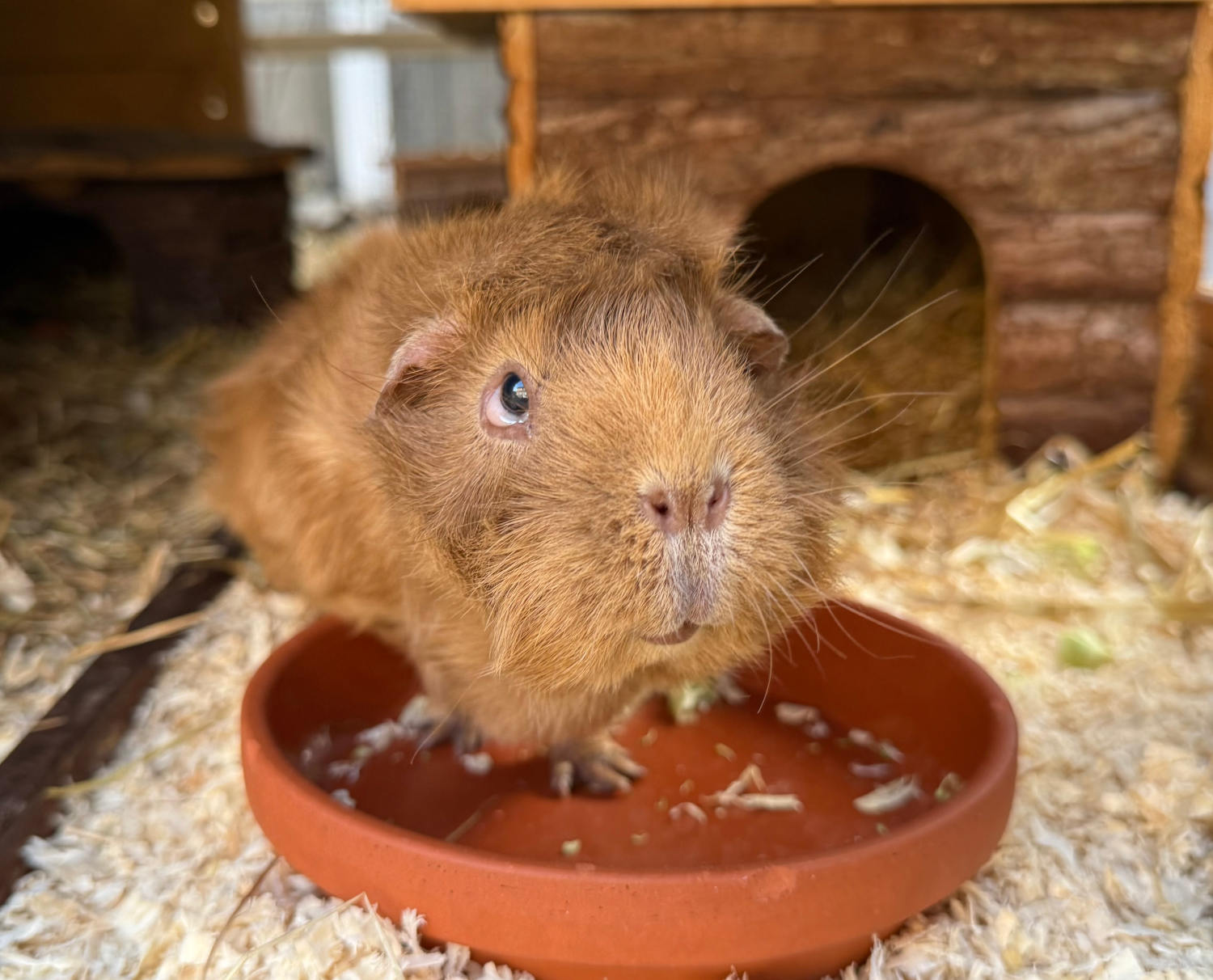 Meerschwein, schon leicht ergraut, steht im Futternapf und reckt den Kopf vor.