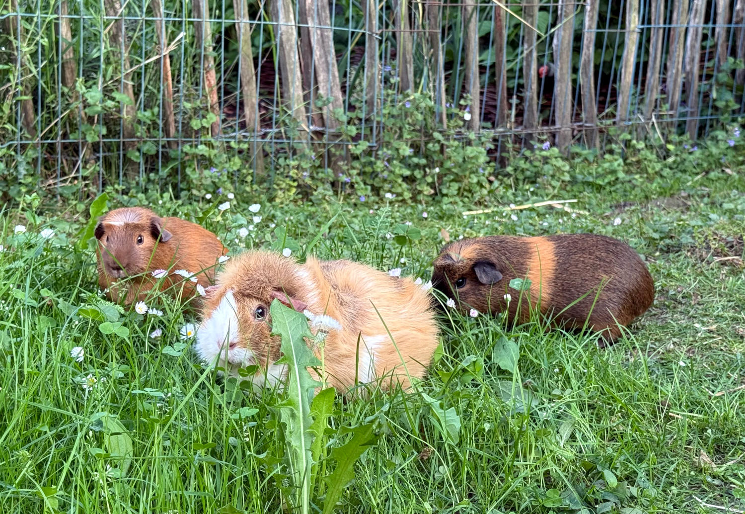 Drei Meerschweine, ein Rosettenschwein und zwei kleinere Glatthar in einer Wiese.
