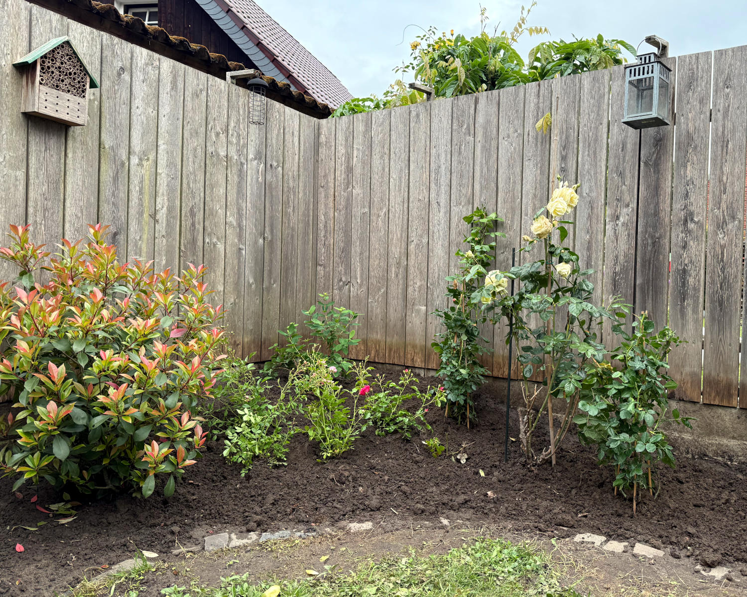 Rosen vor einer Bretterwand