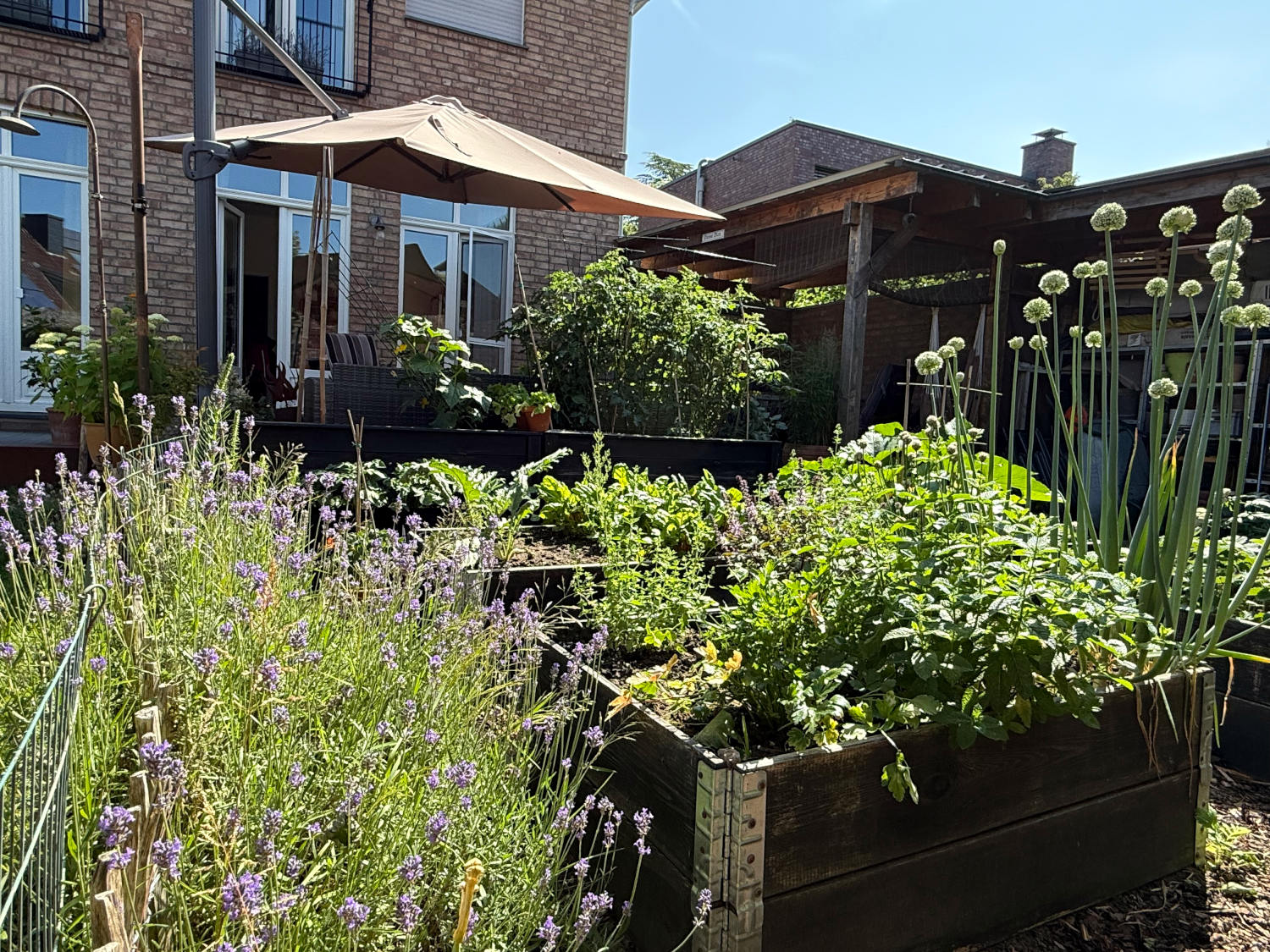 Küchengarten mit Blick auf die Terrasse: Im Hintergrund ein großes Sonnenschirm, davor Palettenbeete mit Kräutern, blühenden Lauchzwiebeln, Gurken und Tomaten. Durch einen Staketenzaun wächst Lavendel.