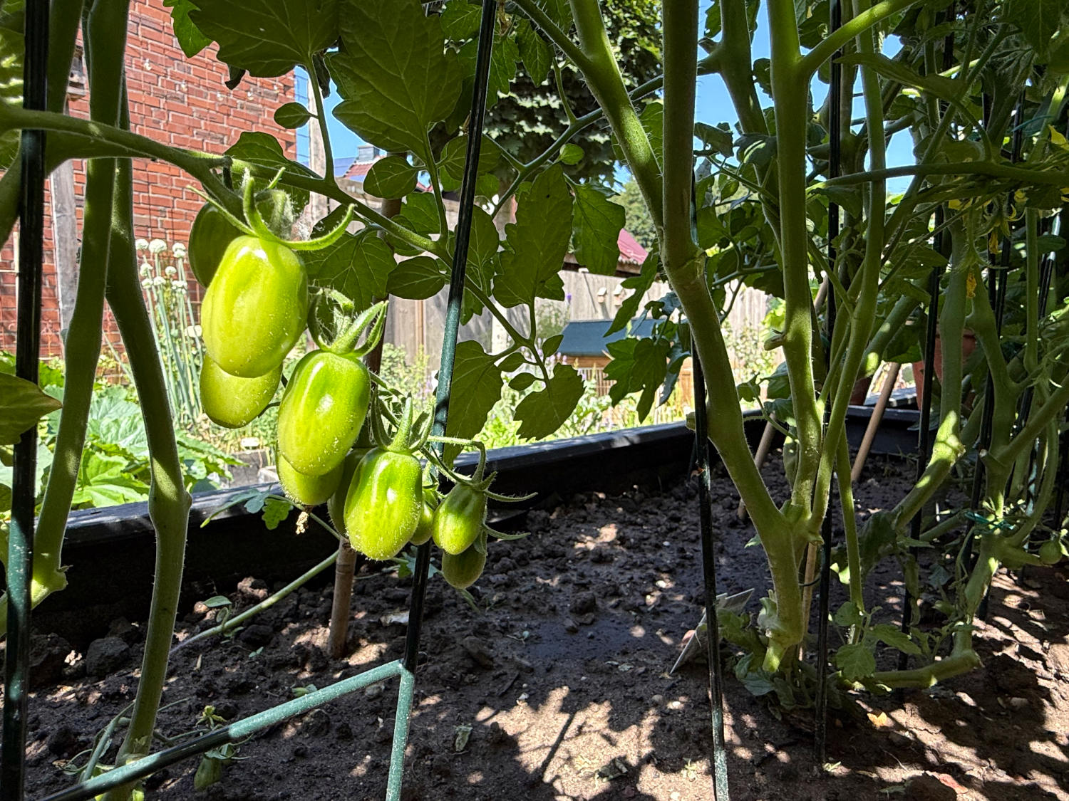 Ein Zweig mit noch unreifen Tomaten
