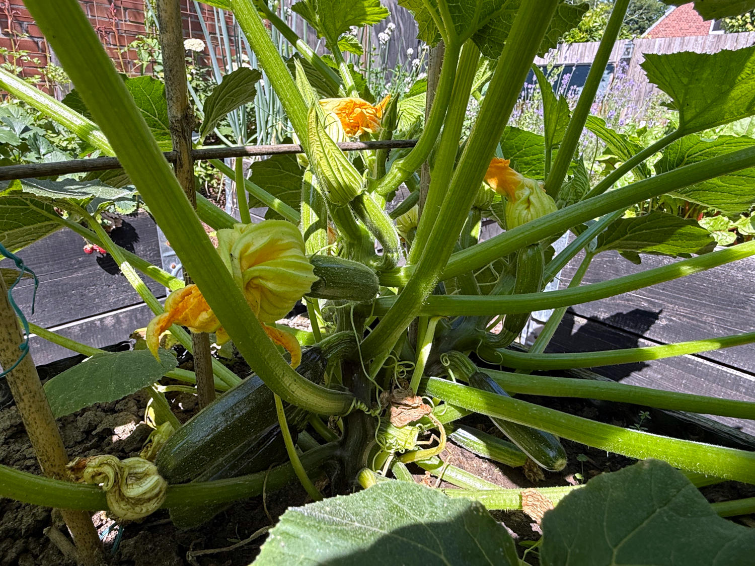Zucchini-Babys an einer Zucchinipflanze