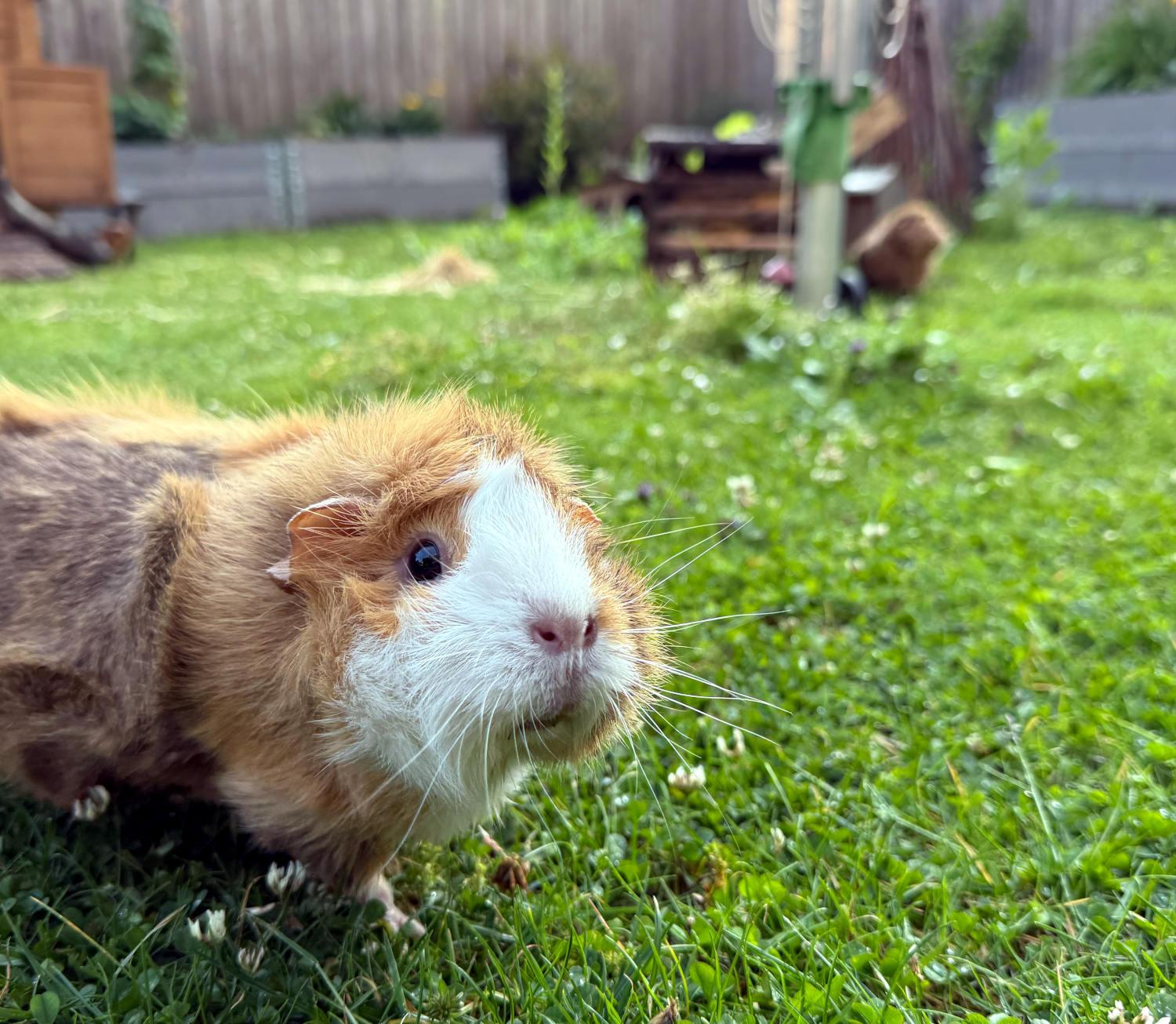 Ein Schwein schaut neugierig in die Kamera