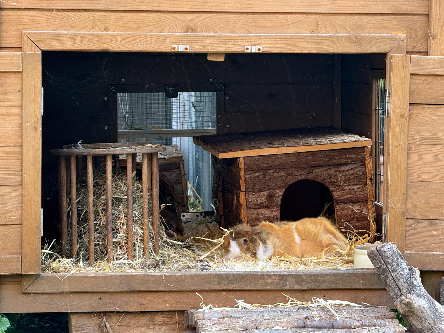 Schwein liegt im Stall, platt wie eine Flunder
