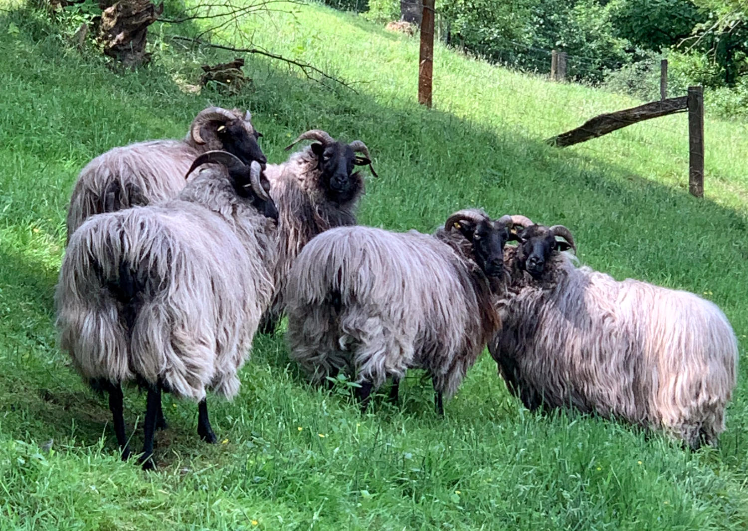 Heidschnucken auf einer Wiese