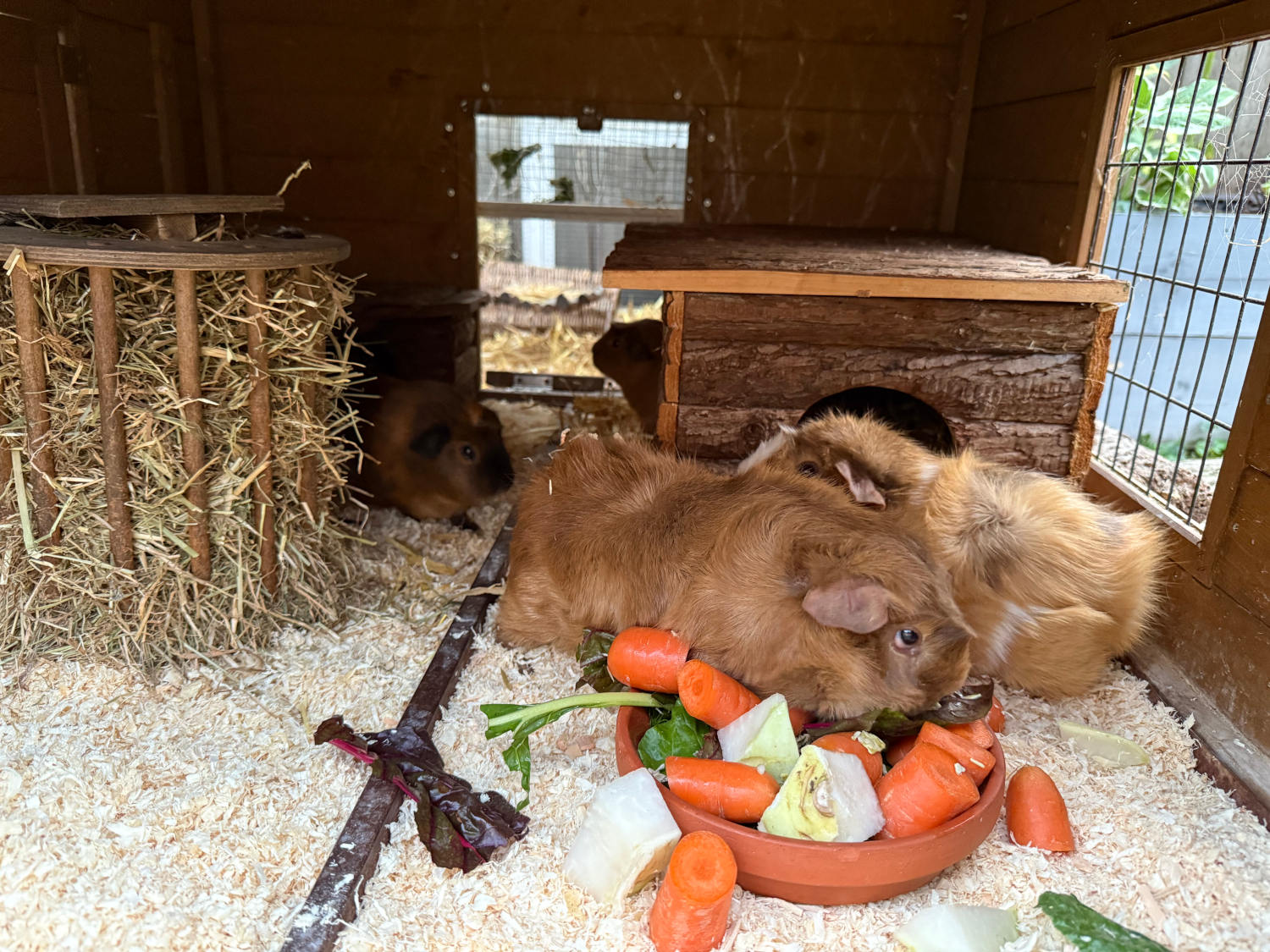 Vier Meerschweine im Stall: Vorne zwei große Rosettenmeerschweine aktiv an der Futterschale, hinten zwei kleine glatte in Lauerstellung