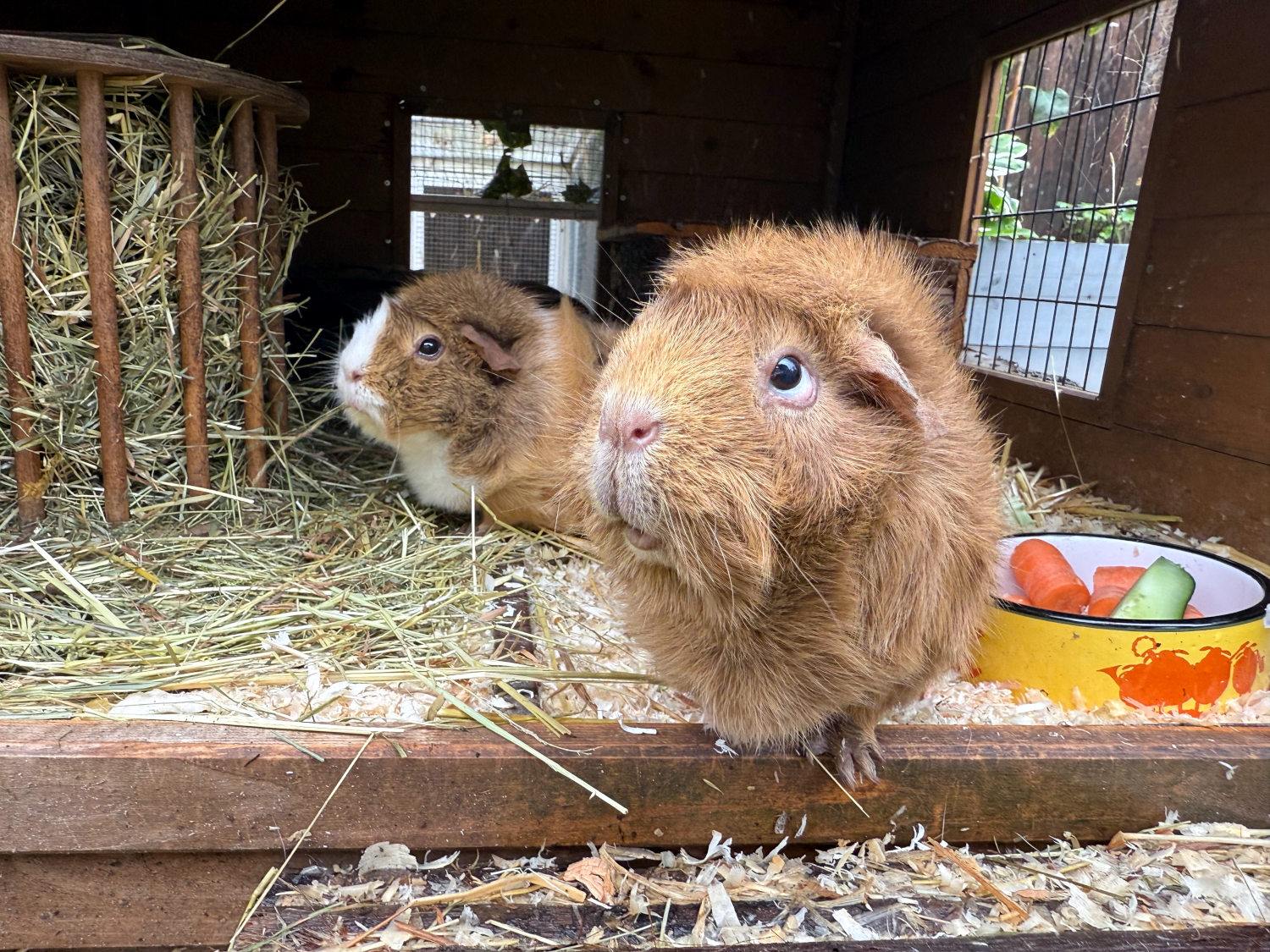 Zwei alte Meerschweine in der Stalltür