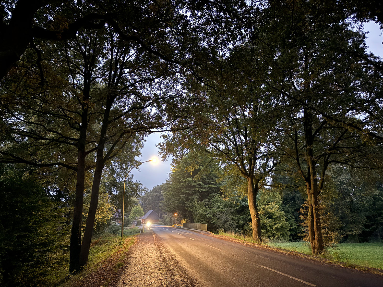 Von Bäumen gesäumte Landstraße. Die Fotografien geht auf dem Randstreifen.