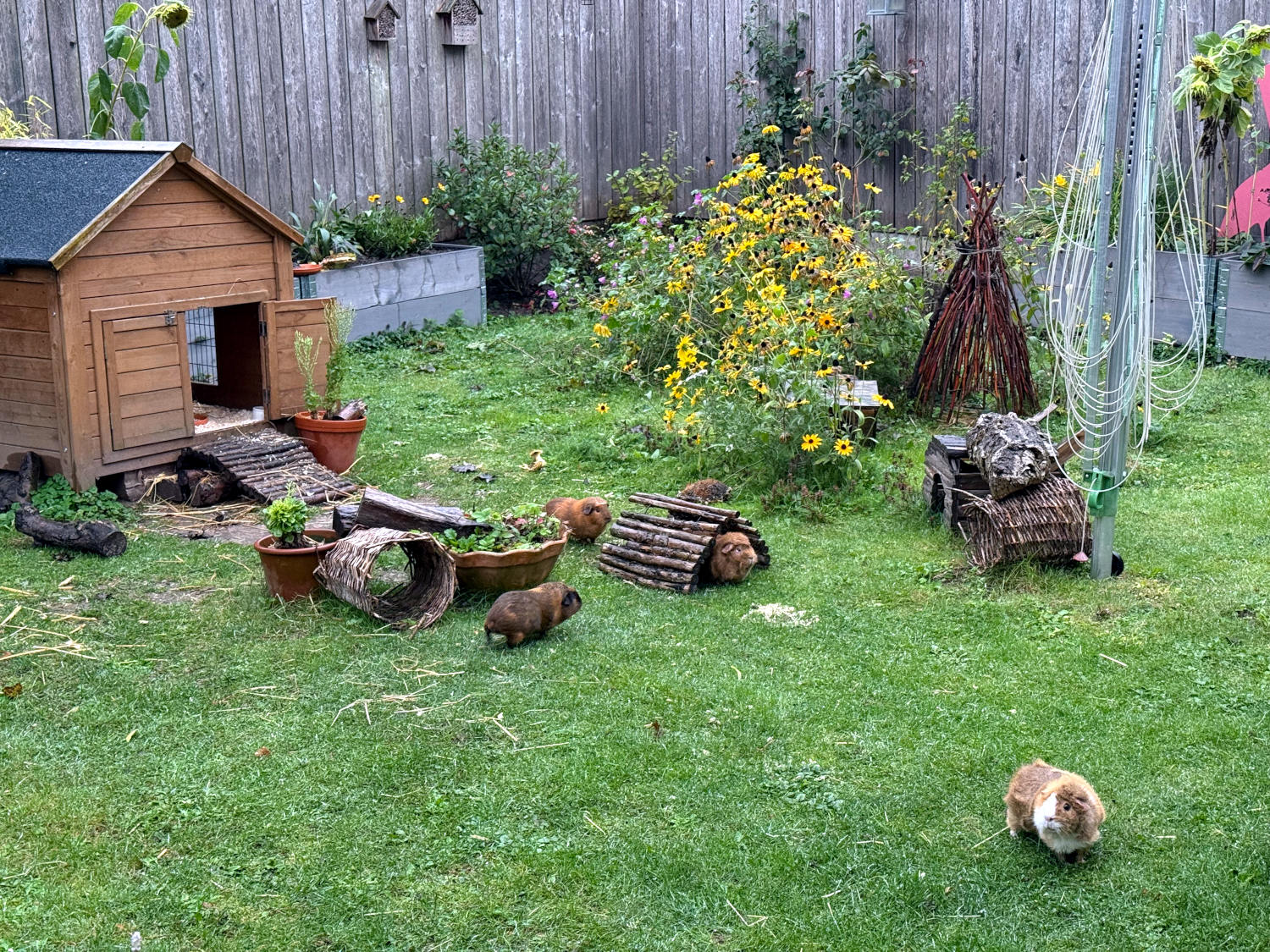 Wiese mit verblühenden Blumen, einem Meerschweinestall, geflochtenen Röhren und Häuschen, Dazwischen vier Meerschweine.