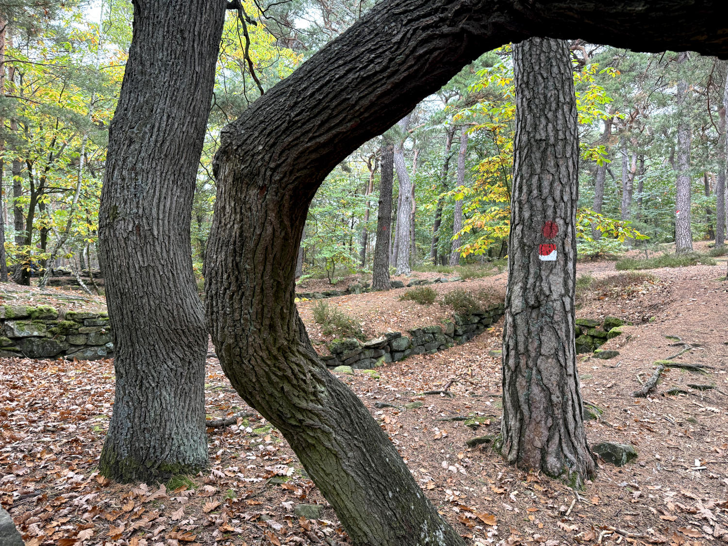Wald, drei Bäume, einer davon zu einem gekippten U gekrümmt. Auf einem Baum ein Wanderzeichen.