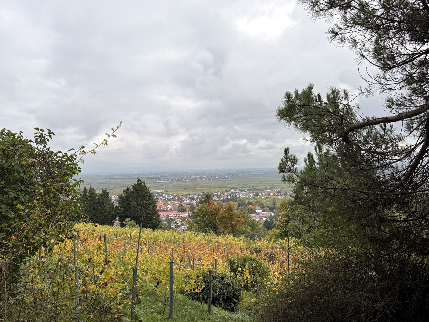 Blick die Weinberge hinunter in die pfälzische Ebene.