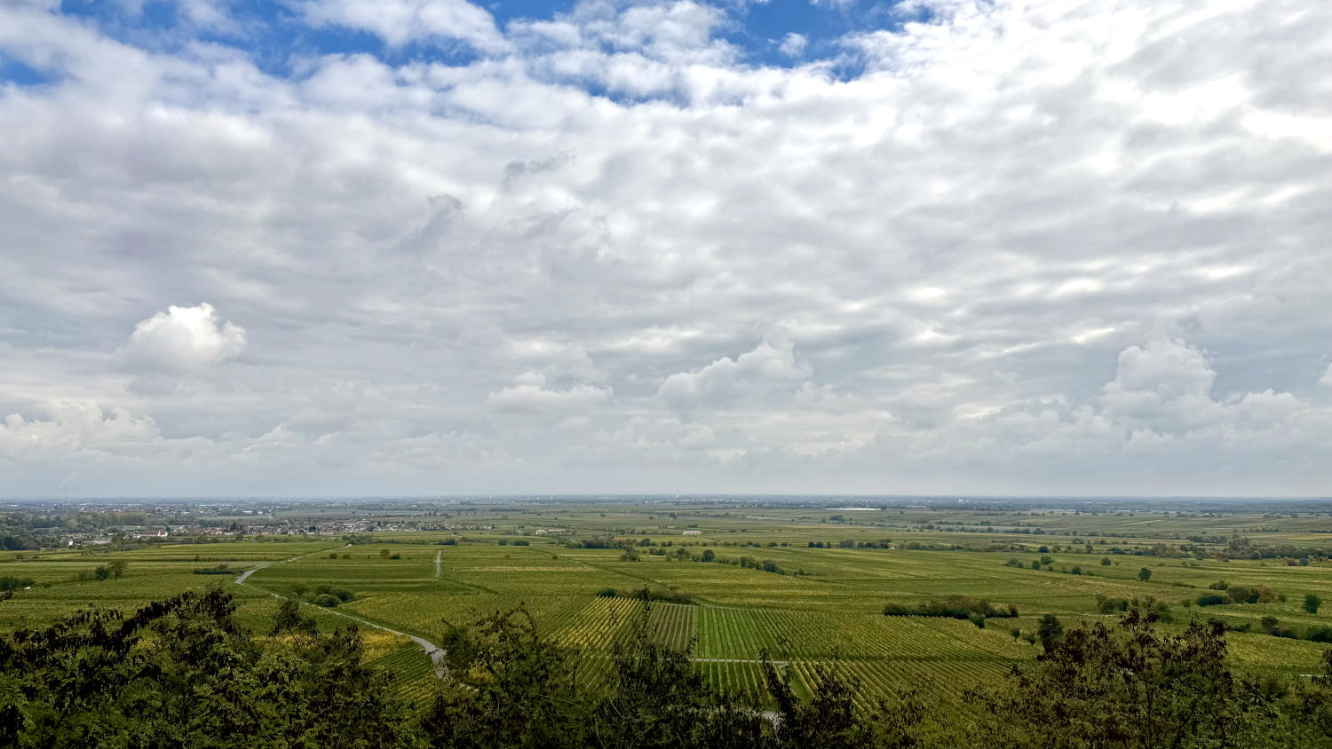 Blick in die Pfälzische Ebene mit Weinbergen, im Hintergrund Städte.