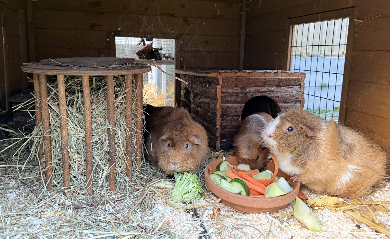 Drei Meerschweine an der Futterschale.