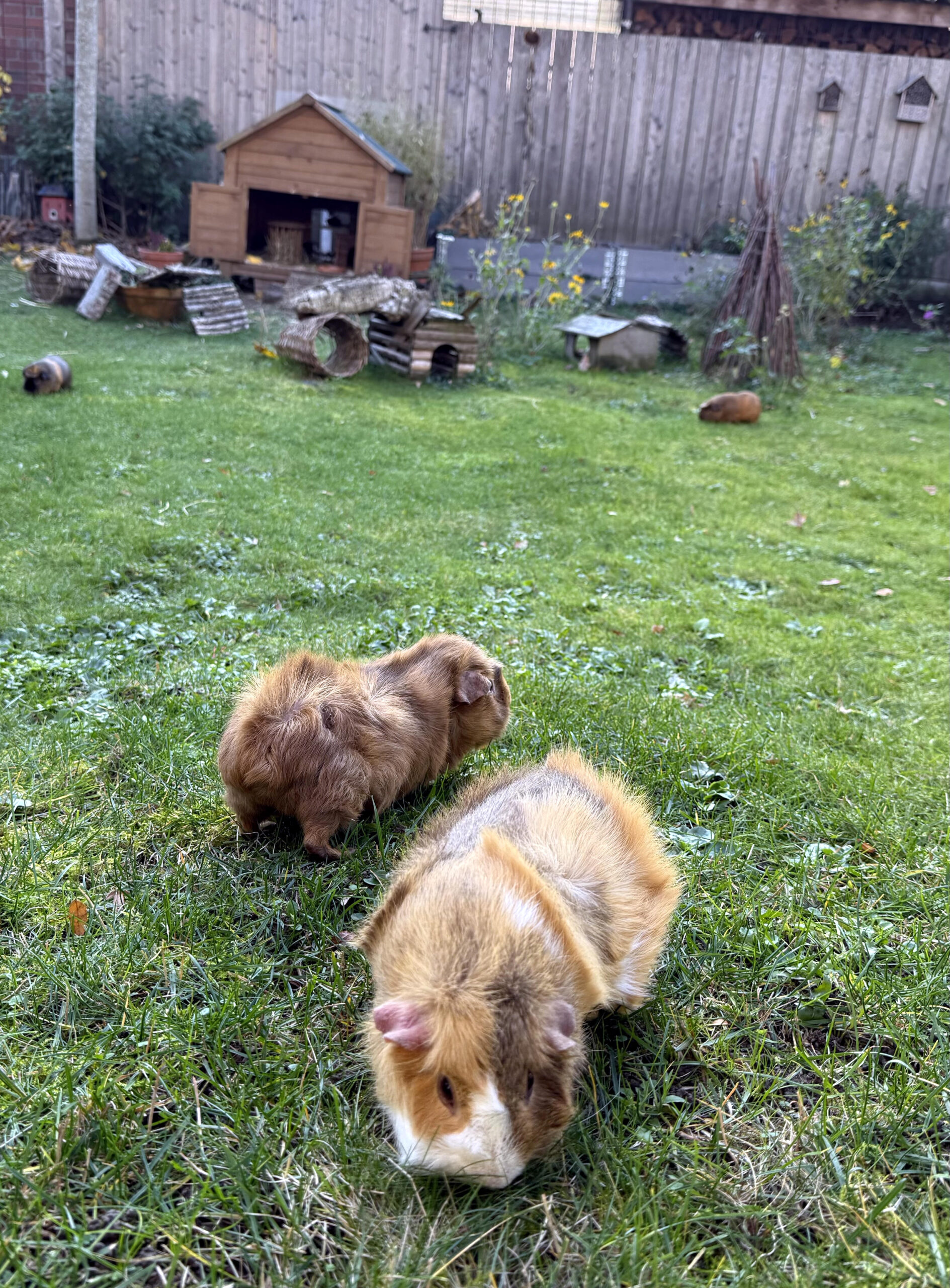 Im Vordergrund zwei alte Meerschweine. Der Dicke steht auf einem Hügel und schaut in den Garten.