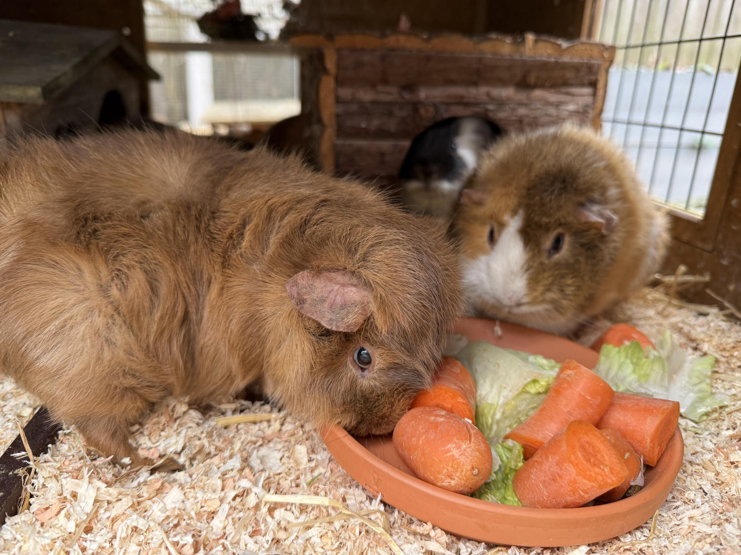 Zwei Meerschweine an der Futterschale, der dicke such sehr konzentriert nach Erbsenflocken. Im Hintergrund das schwarz-weiße Schwein in der Tür eines Häuschens