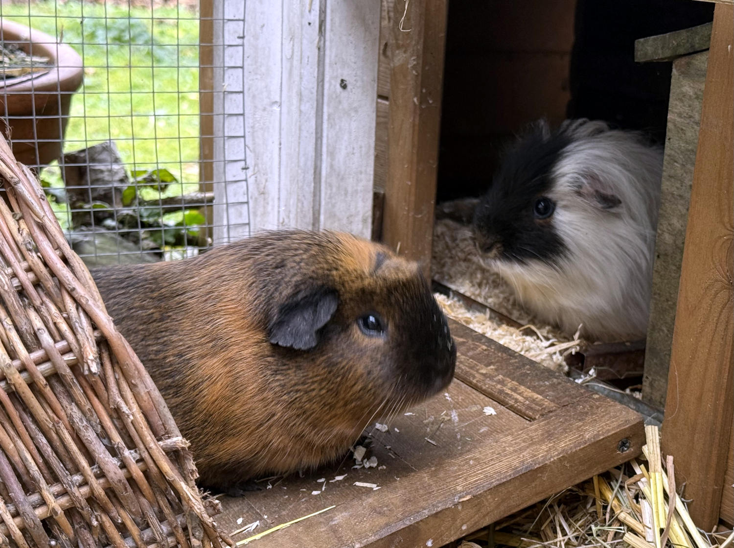 Ein Glatthaarmeerschweini, dunkel, und ein schwarz-weißes Schwein