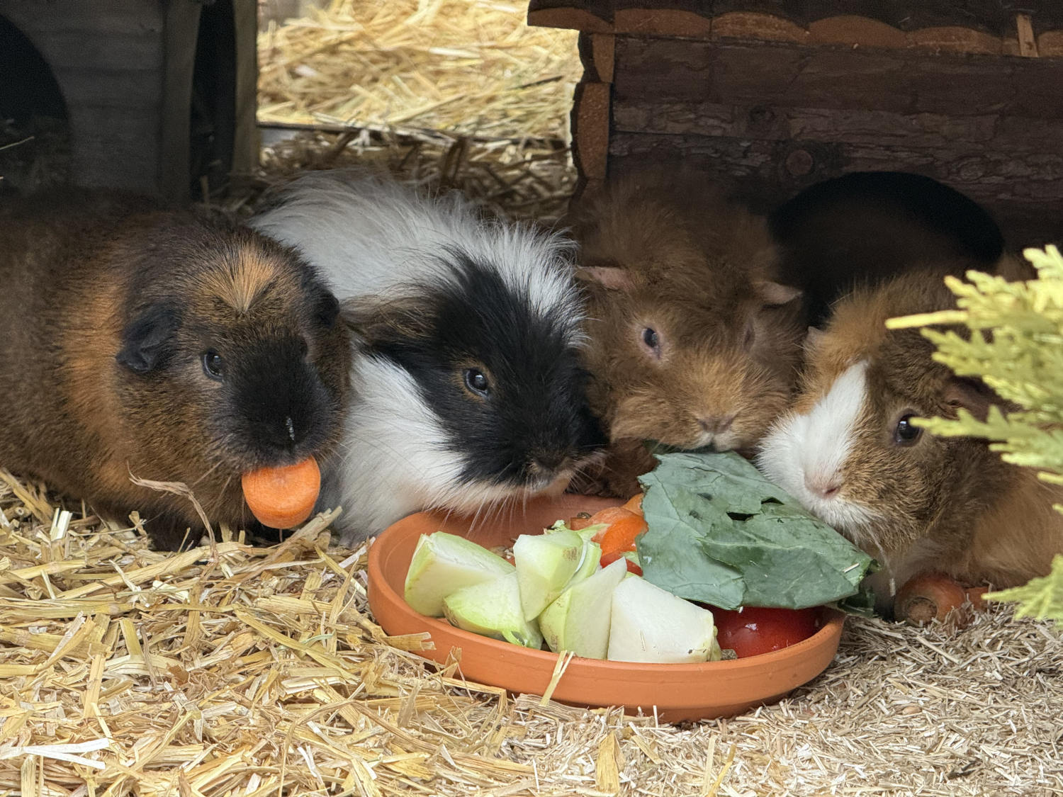 Vier Meerschweine an der Gemüseschale. Man drängelt sich.