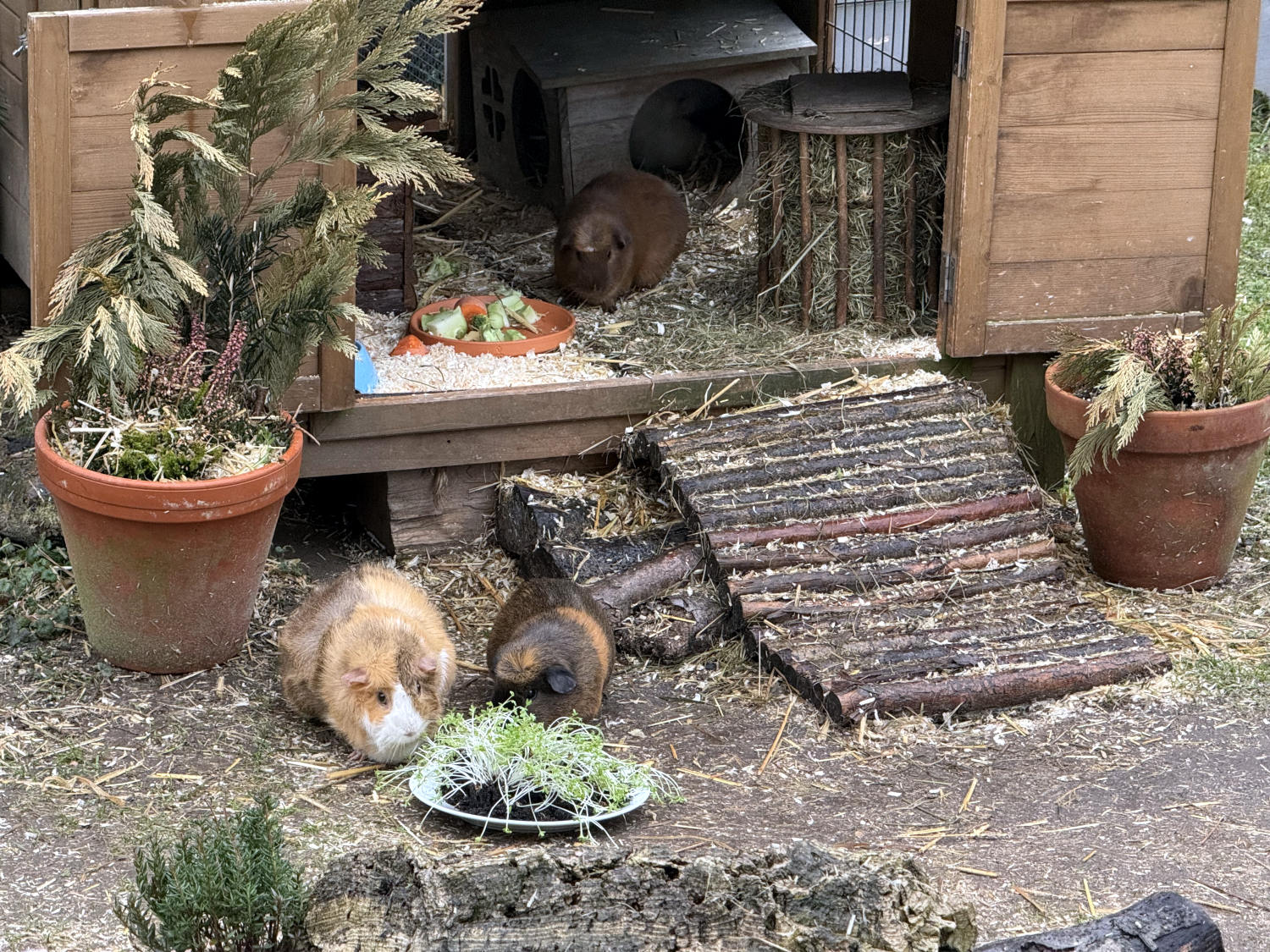 Der Meerschweinestall, davor ein Teller Kresse mit zwei Schweinen, mäßig begeistert. Im Stall hockt ein Schwein und beaobchtet.