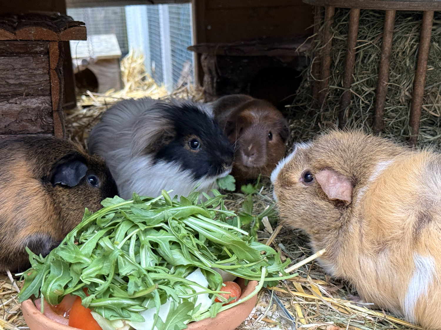 Vier Meerschweine um eine Futterschale. Die Stimmung ist geschäftigt. Eine kleines Schwein schaut gierig auf die Petersilie im Maul des Oma-Schweins.