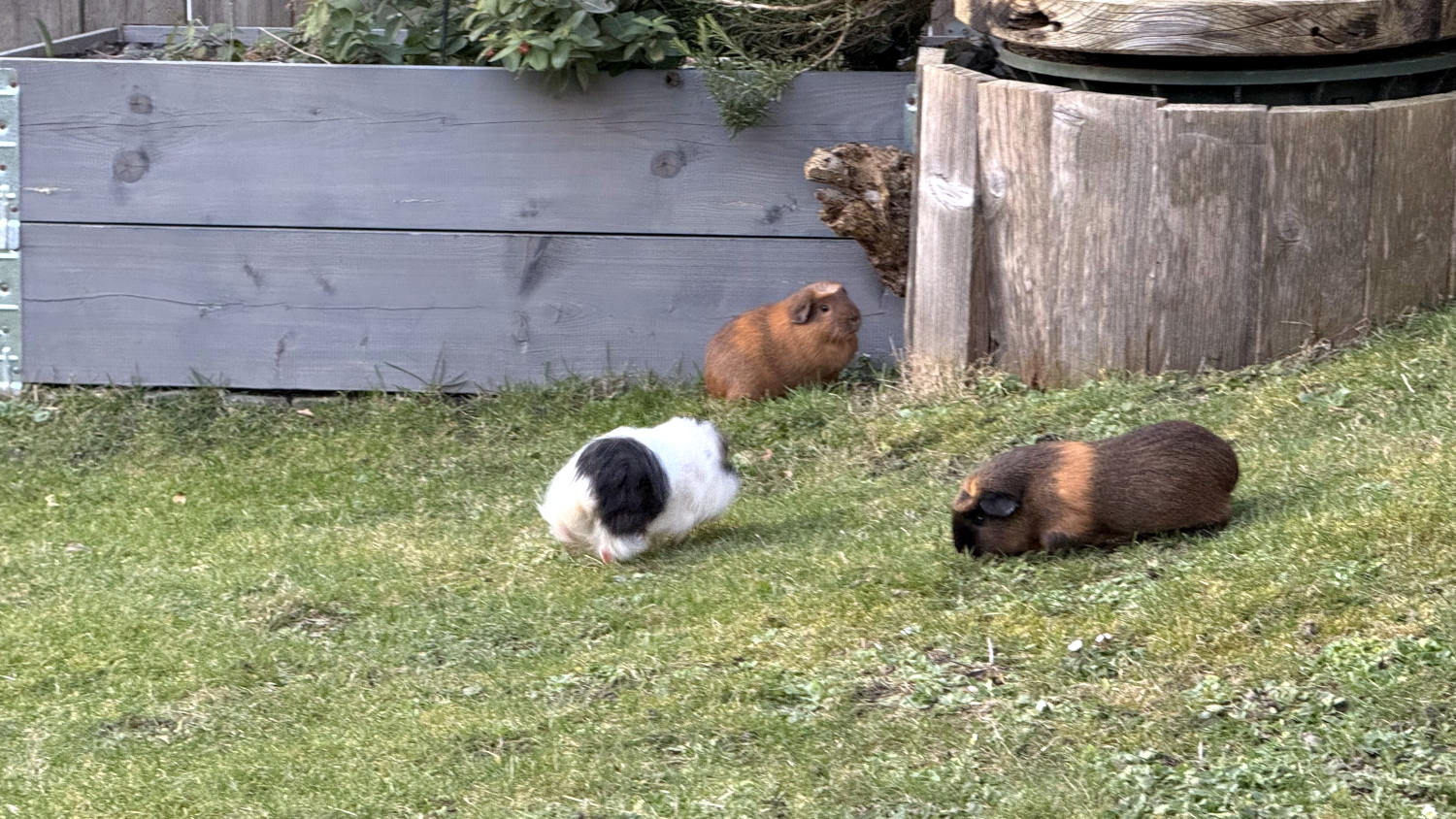 Drei Meerschweine auf der Wiese, das schwarz-weiße Schwein trottet gerade