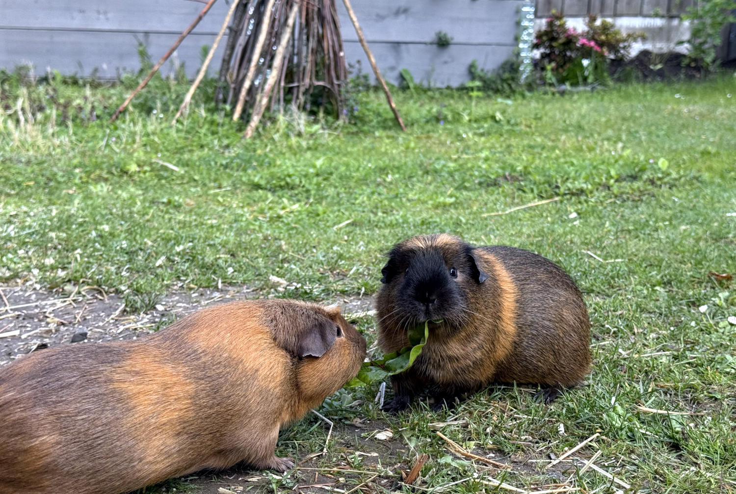 Zwei Meerschweine, die gleichzeitg an einem Blatt Mangold fressen. Ein Schwein guckt überrascht ind ie Kamera.