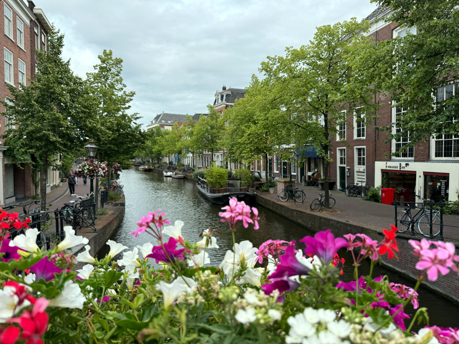 Gracht in Leiden, fotografiert von einer Brücke, im Vordergrund Geranien.