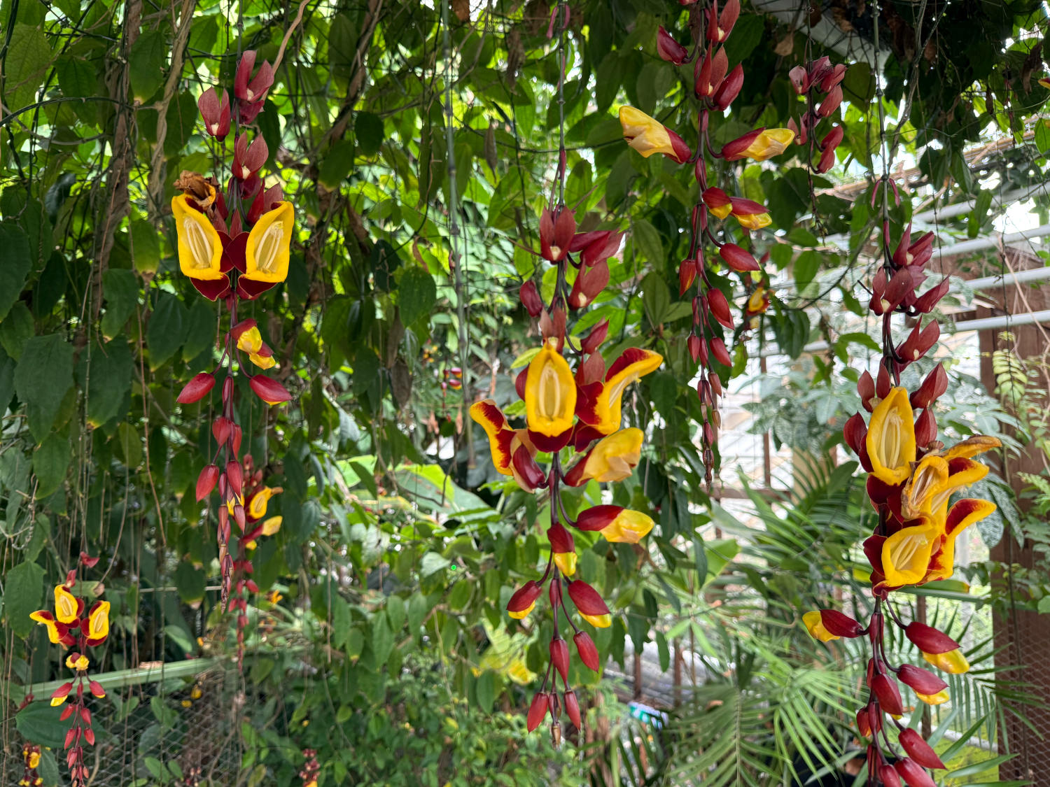 Hängende Orchideen mit geöffneten Mündern in Rot und Gelb.