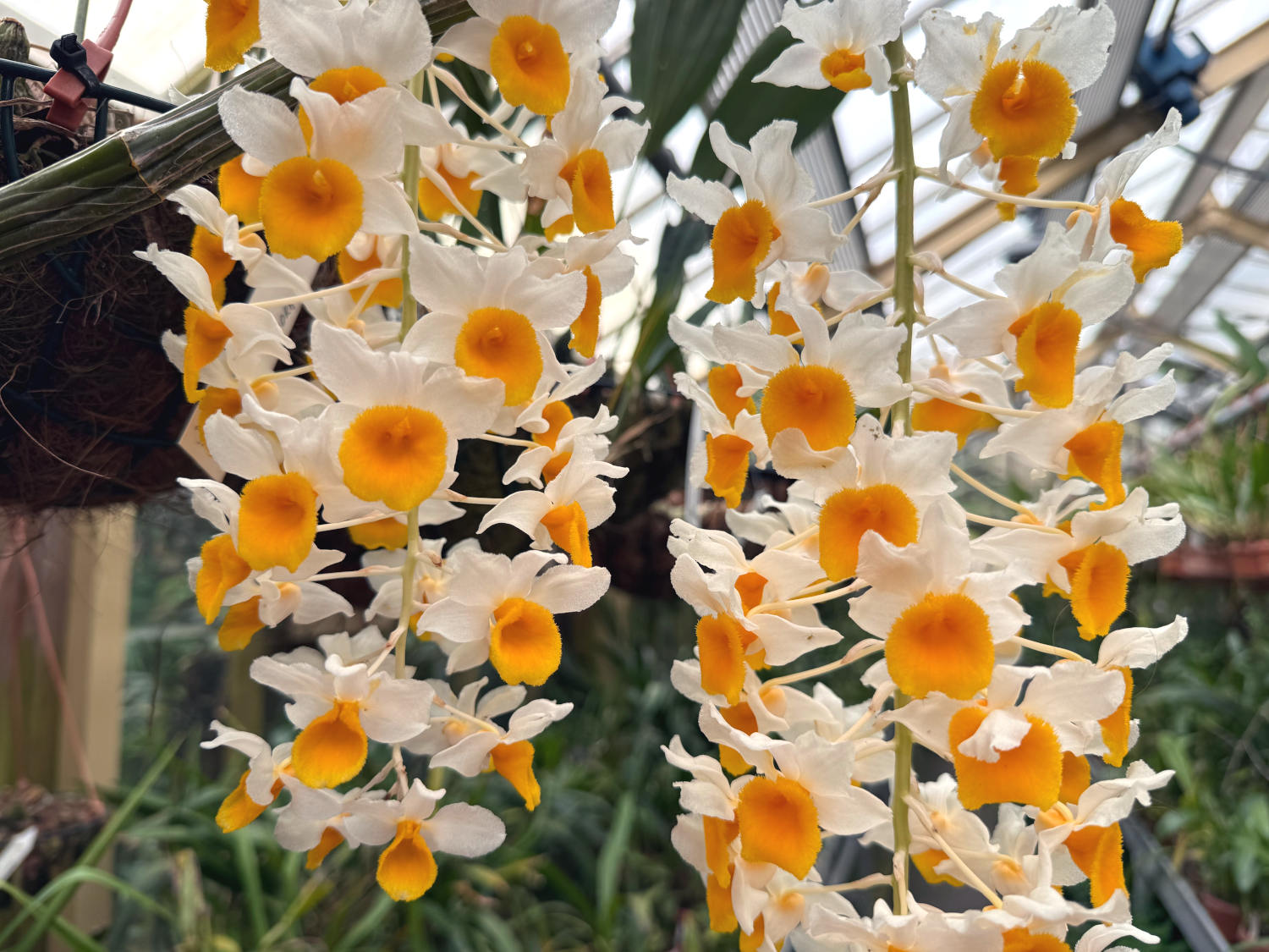 Herabhängende Orchideenblütenbüschel, sehr üppig in gelb