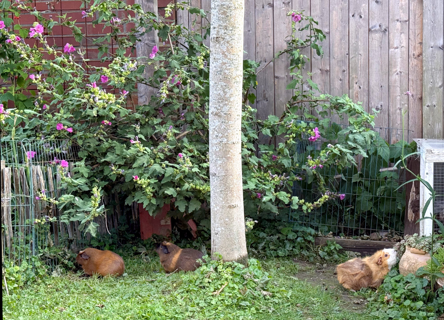 Drei Meerschweine im Garten, die einen unter einer Malve, das andere Schwein knabbert an einem Dickblattgewächs.