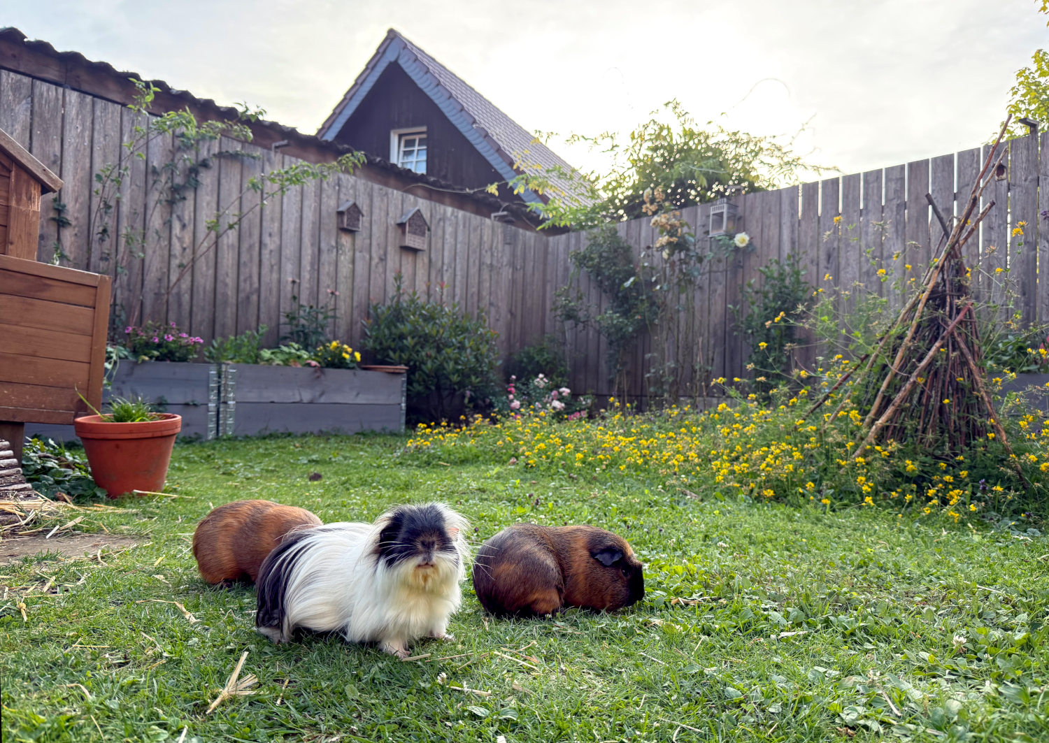 Ein schwarz-weißes, langhaariges Meerschwein steht auf der Wiese schaut in die Kamera. Neben und hinter ihm grasen zwei braune Schweine.