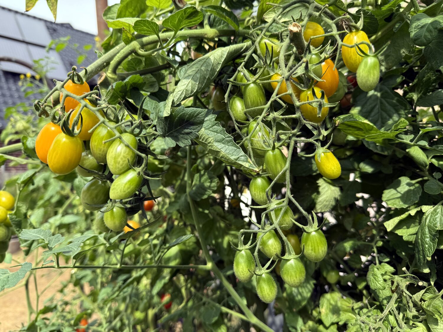 Gelbe Cherrytomaten, teils reif, teils noch nicht, an fetten Rispen