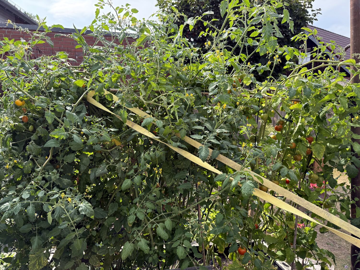 Buschige, riesige Tomatenpflanzen. Das Gestell, an dem sie hochklettern, ist mit einem Spanngurt festgezurrt.