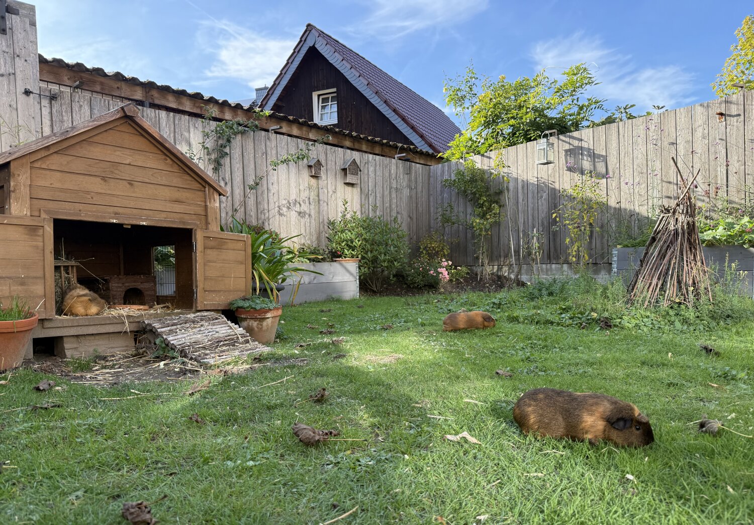Zwei Meerschweine grasen mit Abstand voneinander auf der Wiese, ein drittes hockt, uns den Hintern zugewandt, im Stall vor Heu. Die Sonne scheint, Laub liegt auf der Wiese.